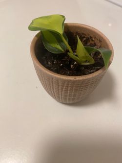 Heart Leaf Philodendron in glazed ceramic pot with drain