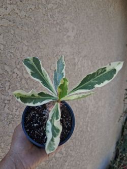 Variegated Crown-of-Thorns Plant $18