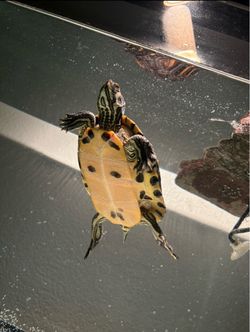 TURTLE TANK