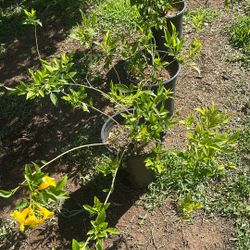 Plants yelow