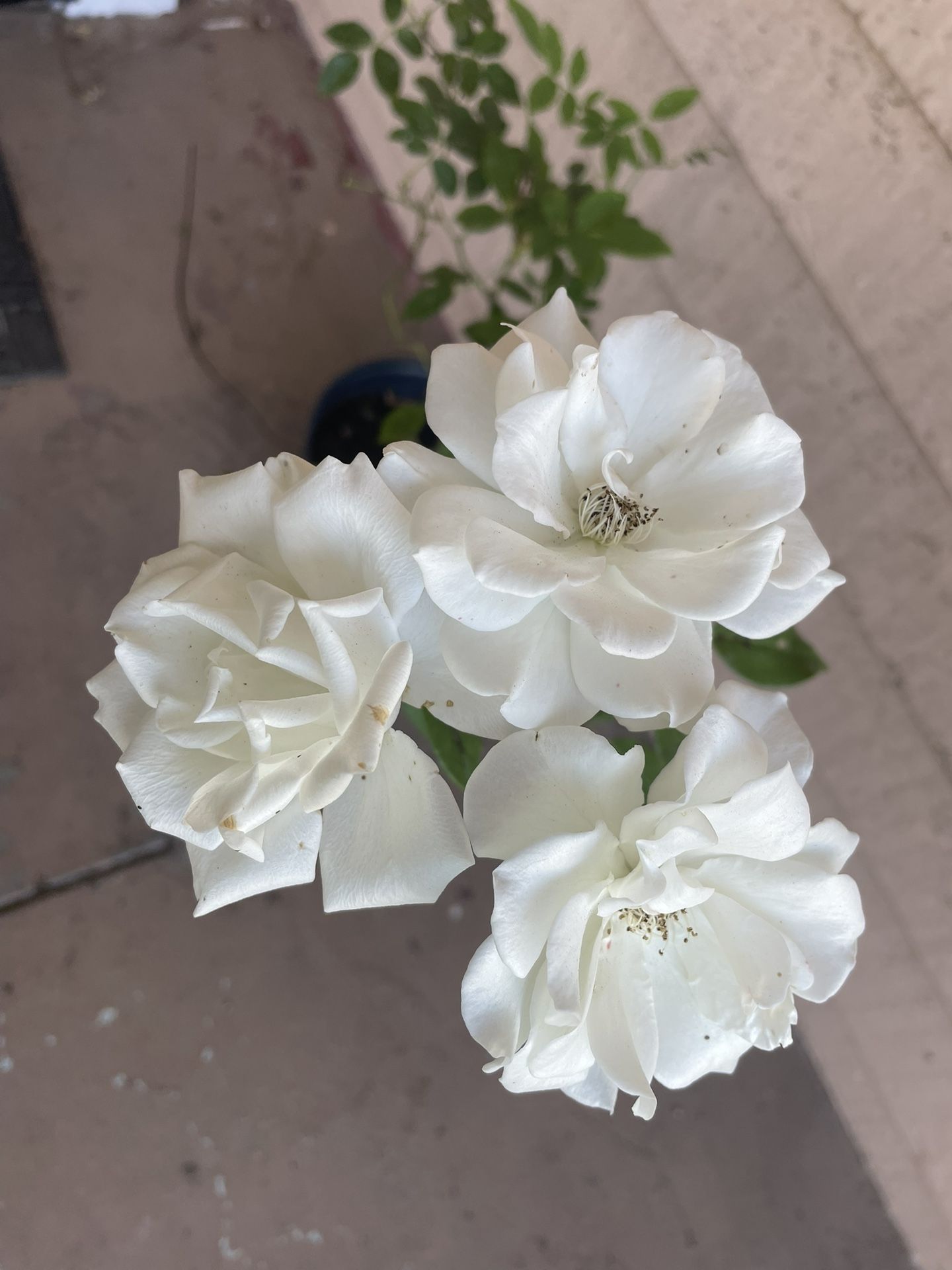 White Rose Plant