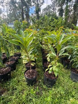 Grafted mamey