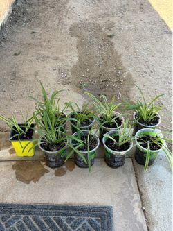 Spider plants