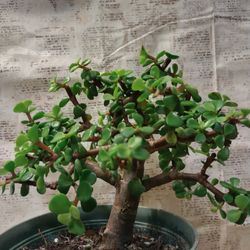 Mini Jade Bonsai 