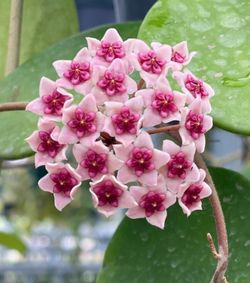 Hoya Obovata