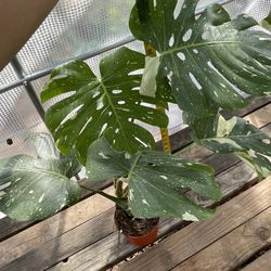 See description- jumbo leaf Thai Constellation (6” pot) exact plant; 95820