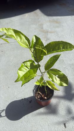 Purple passion vine