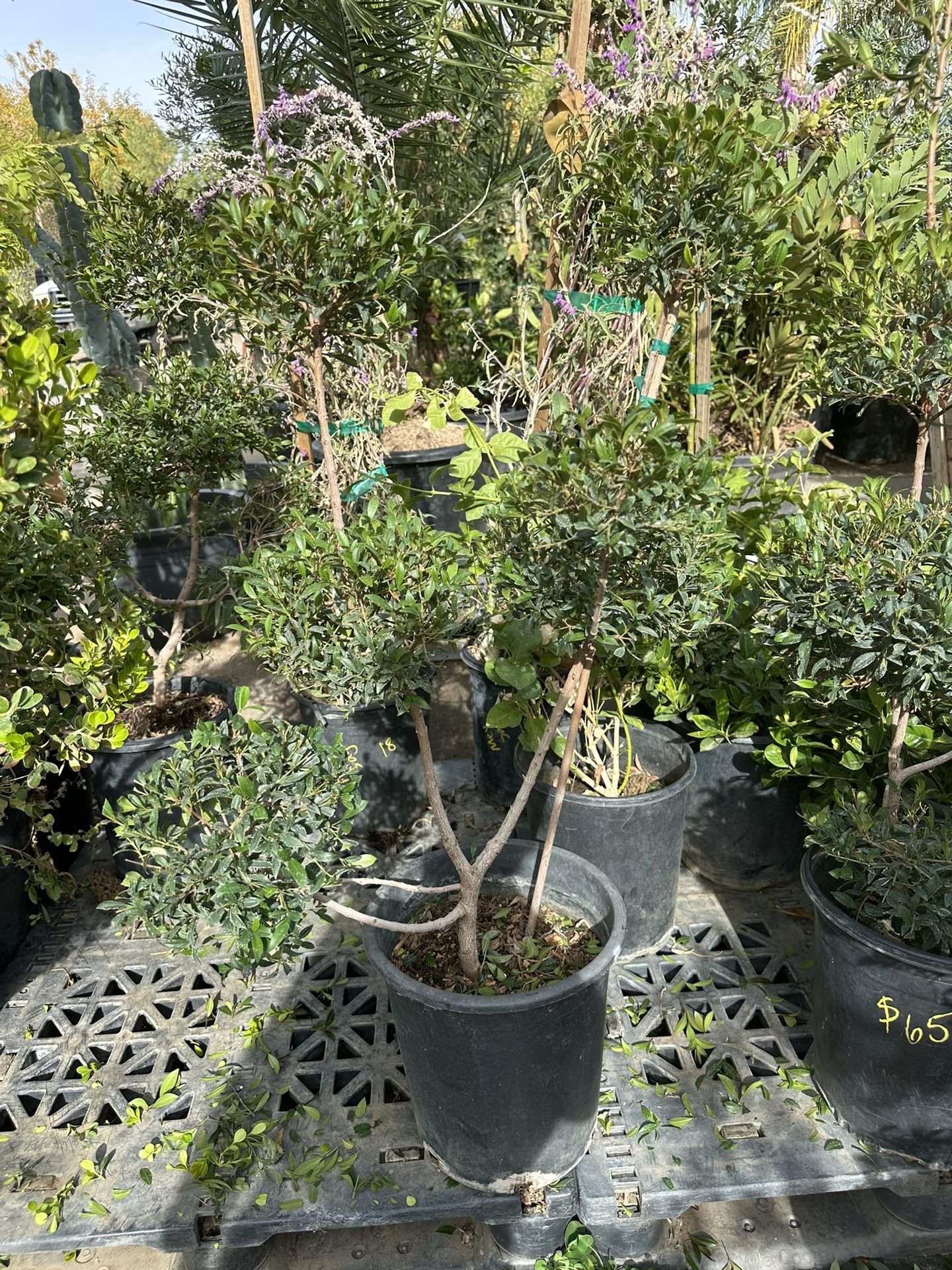 Eugenia Bonsai Topiary