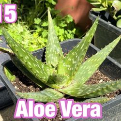 Aloe Vera