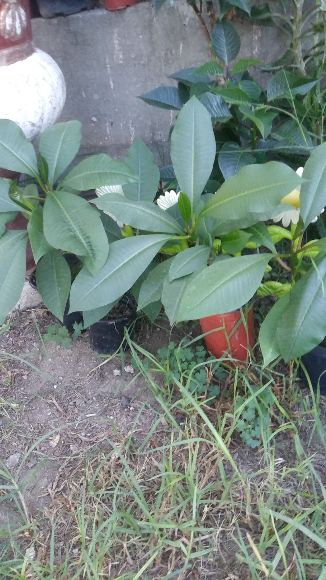 plumeria plants