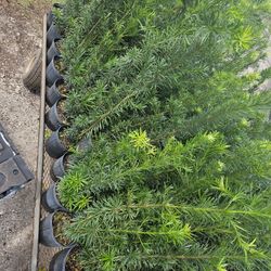 podocarpus Instant Privacy Hedge For Fence Green Full Ready 