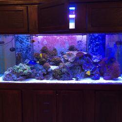 225 Gallon Saltwater Aquarium -fish NOT Included