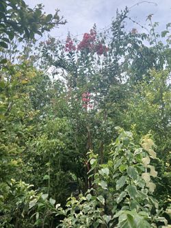 Pink crape myrtle trees 25gl 10-11ft $200