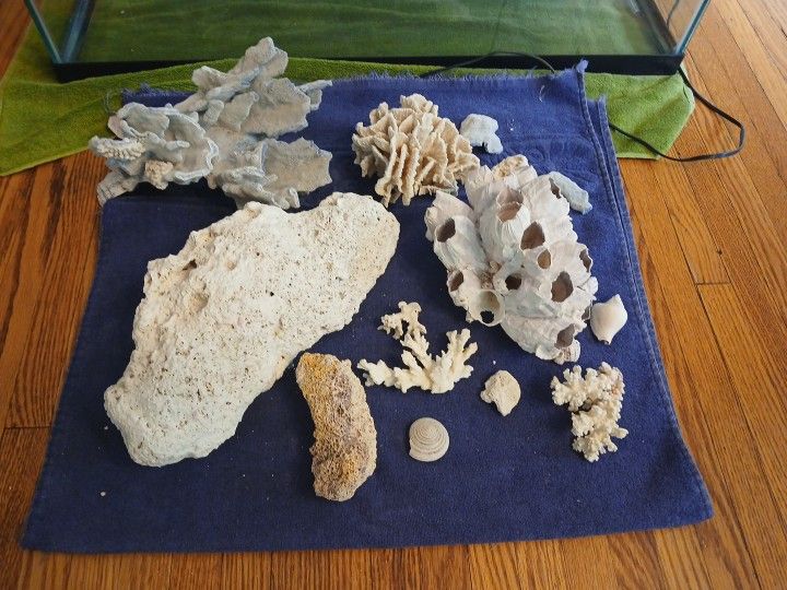 Salt Water Coral 
