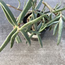 Sea Lettuce Succulent 