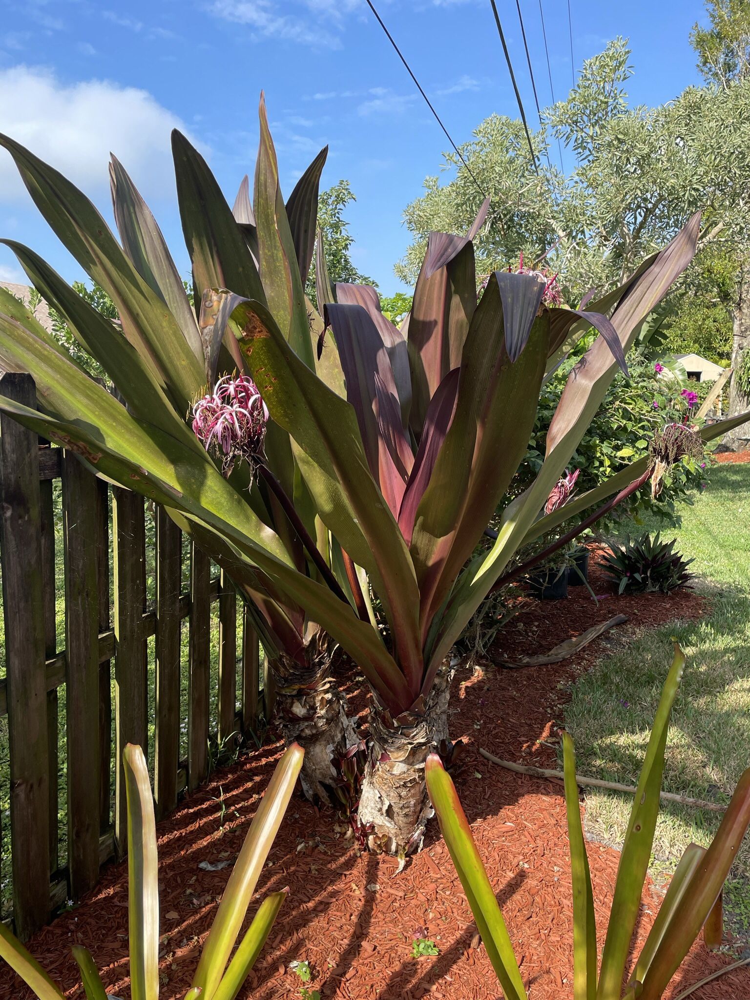 HUGE TRIPLE QUEEN EMMA LILY