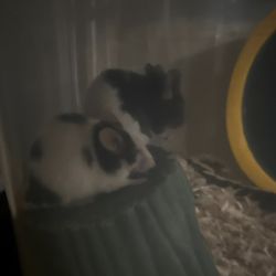 Two Fancy Mice 🐁  NOT FEEDERS!!