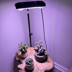 Plant Light