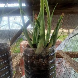🌱 Lush Aloe Vera – Low-Maintenance, Fast Growing