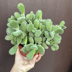 6” Bear Paw Succulent 