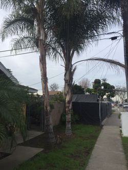 Free Palms
