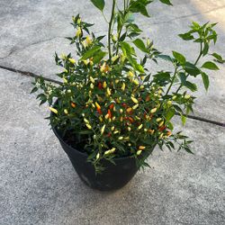 Pepper Plant