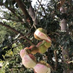 Árboles De Guamuchil 