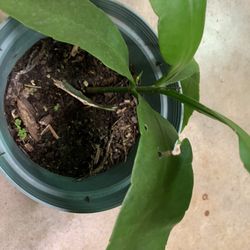 Night Blooming Cereus/Night queen /Brahma Kamal Plant