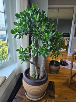 Large Jade Crassula Ovata