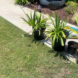 Get Ready For Spring With beautiful lilies off the nile plans 