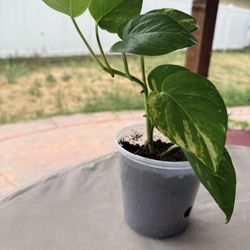 Golden Pothos 