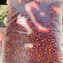 Chiltepin