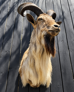Impressive Large Horned Ram Taxidermy Shoulder Mount – Excellent Display Piece