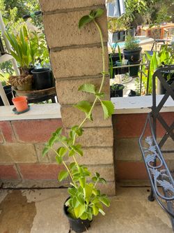 Cuban oregano/ oregano Orejon