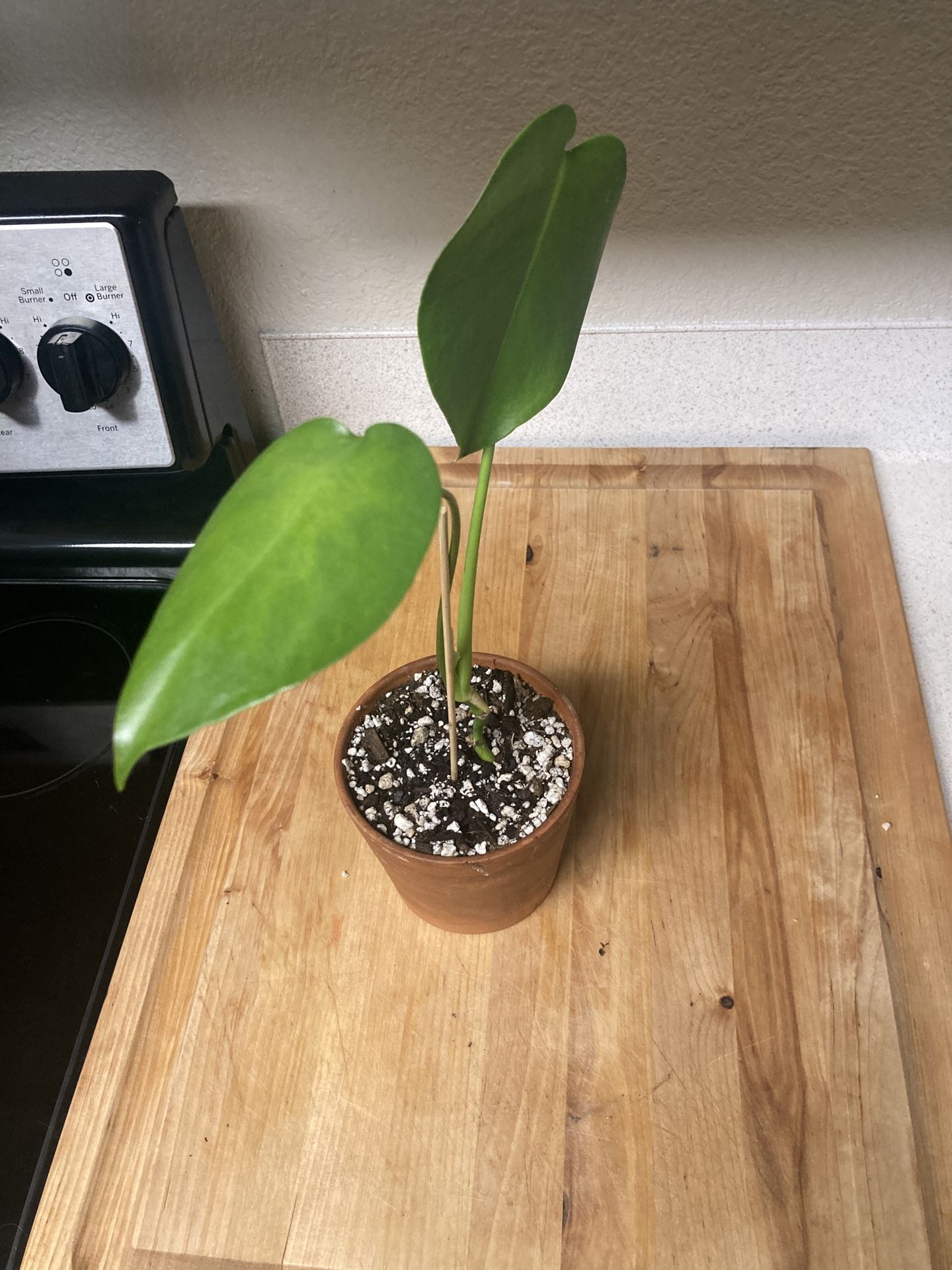 Small Monstera Deliciosa Cutting