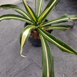Plant
