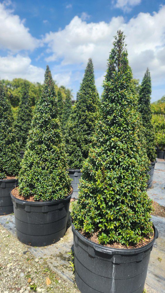 Spectacular Topiary Plants!!! Different Sizes,  Forms and Prices!!! Starting At $35