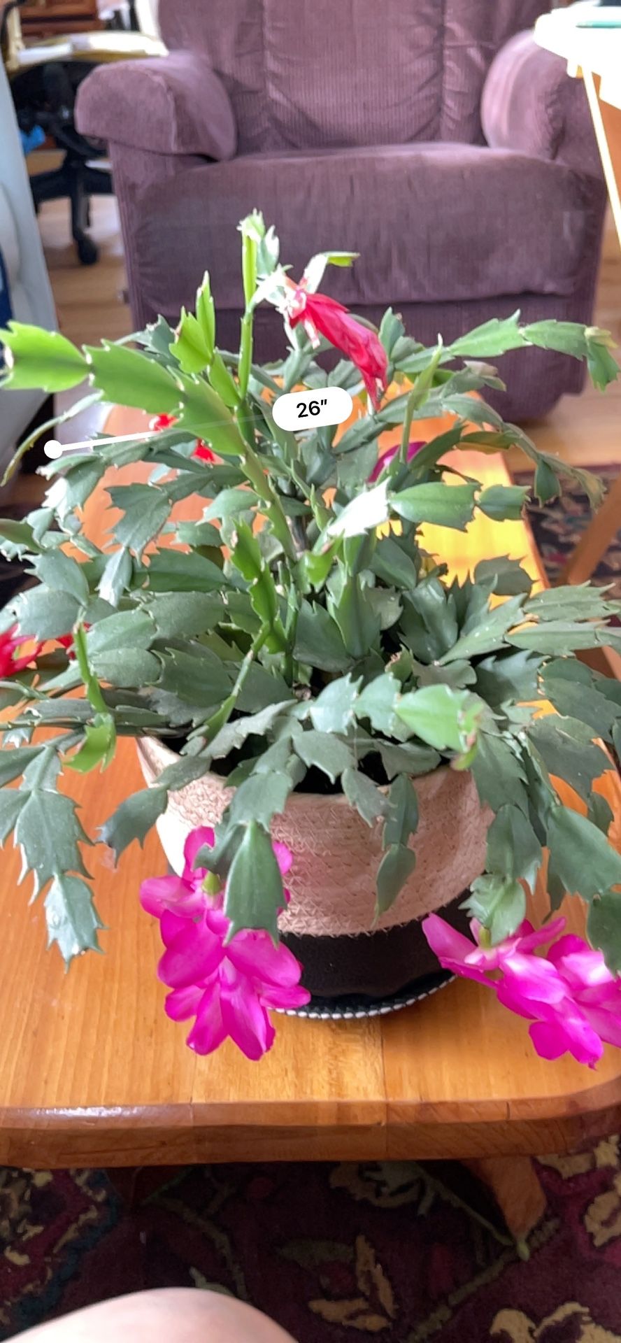Live Potted Flowering Cactus Pink And Red Flowers