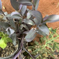 Planta