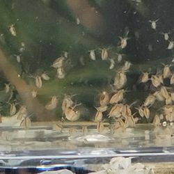 Daphnia 2000+ Resting Eggs Ephippia + Moina Eggs