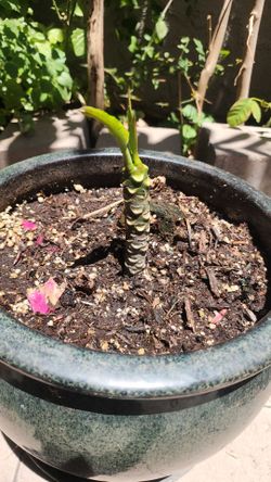 Pink Frangipani (Plumeria