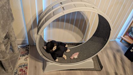 Cat Treadmill Exercise Wheel