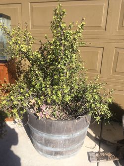 Wine Barrel With Succulents