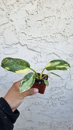 2" Philodendron 'Var. Green Congo Copper Flame'