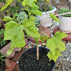 Bele Abelmoschus Manihot Plant