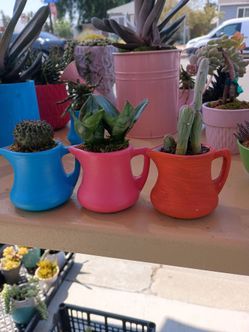 Plantitas. Tengo, variedades