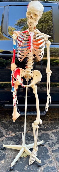 Life size Anatomic Study Skeleton