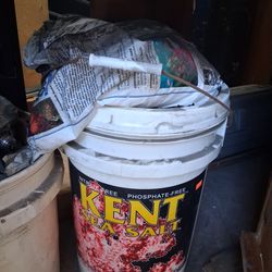 salt aquarium saltwater fish