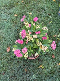 Maceta De Corona De Cristo Muy Bonita Y Grande 