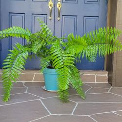 Fern Plant In Big Pot 